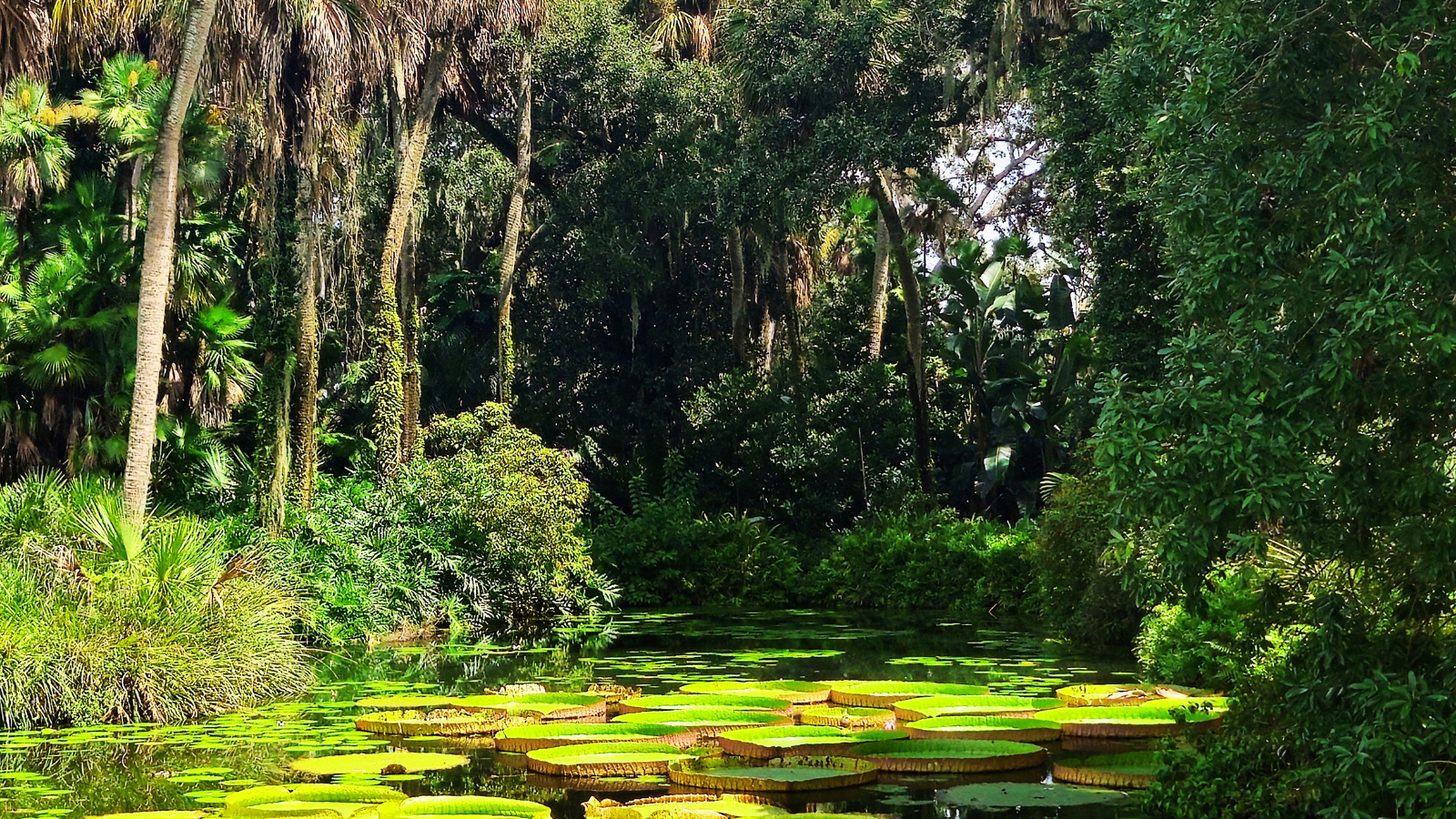 Everglades Florida
