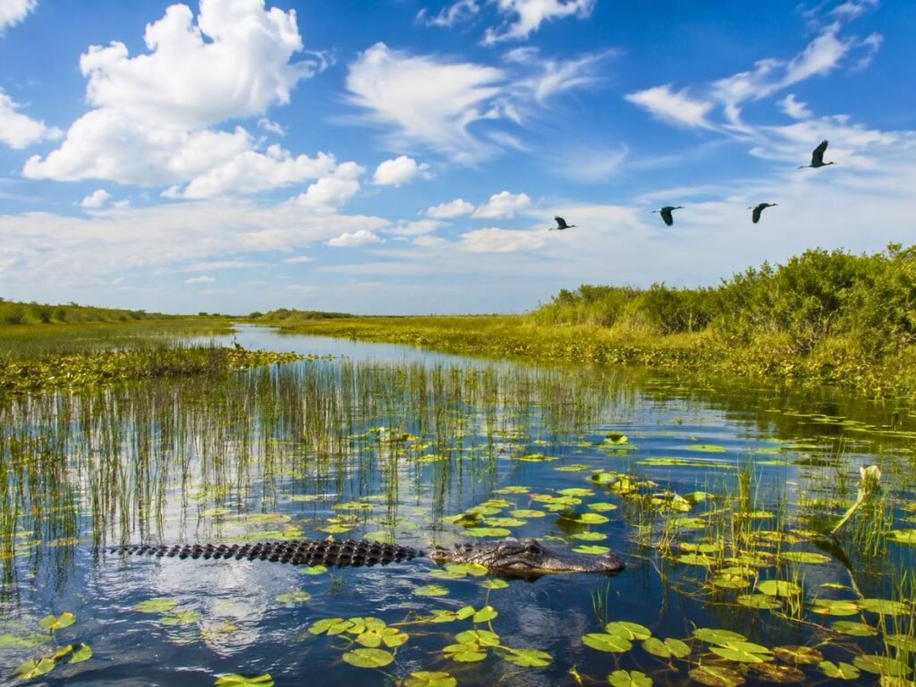 Wild Everglades landscape with sawgrass, wetlands, birds and an alligator in natural places in Florida
